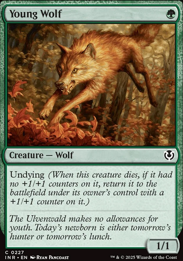 Young Wolf [ #0227 ] (INR-C)